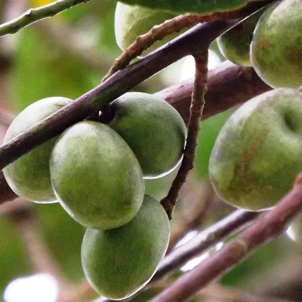 Sour_Indian_Jalpai_Indian_Olive_All_Time_Layering_Grafted_Fruit_Plant