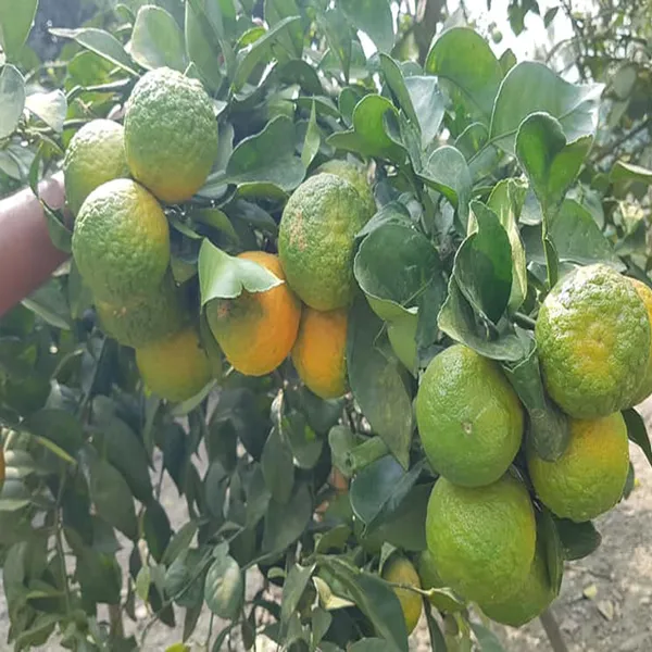 Nagpur_Mandarin_All_Time_Orange_Santra_Grafted_Fruit_Plant
