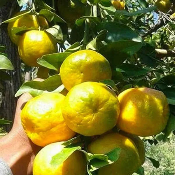 Nagpur_Mandarin_All_Time_Orange_Santra_Grafted_Fruit_Plant