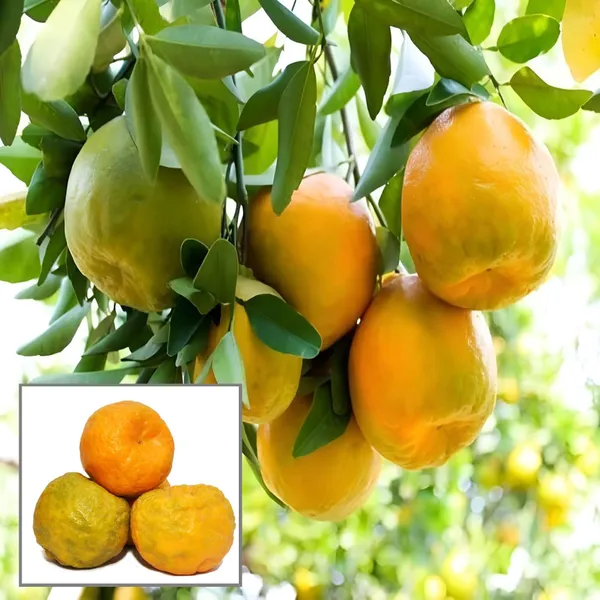 Nagpur_Mandarin_All_Time_Orange_Santra_Grafted_Fruit_Plant
