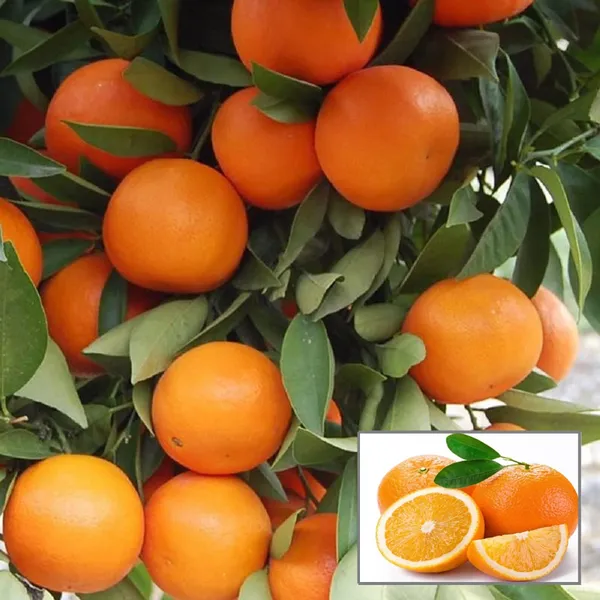 Kinnow_Orange_Santra_Grafted_Fruit_Plant