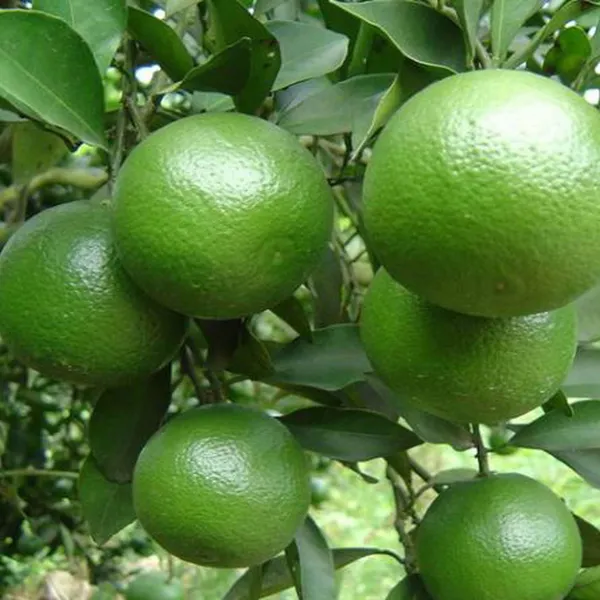 Kinnow_Orange_Santra_Grafted_Fruit_Plant