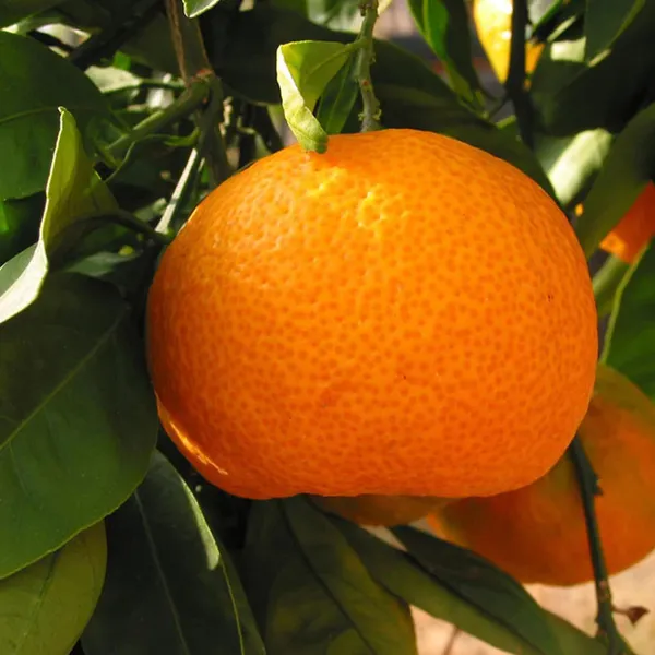 Kinnow_Orange_Santra_Grafted_Fruit_Plant