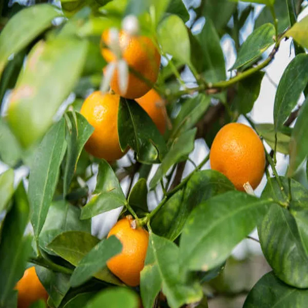 China_Orange_Santra_Grafted_Fruit_Plant