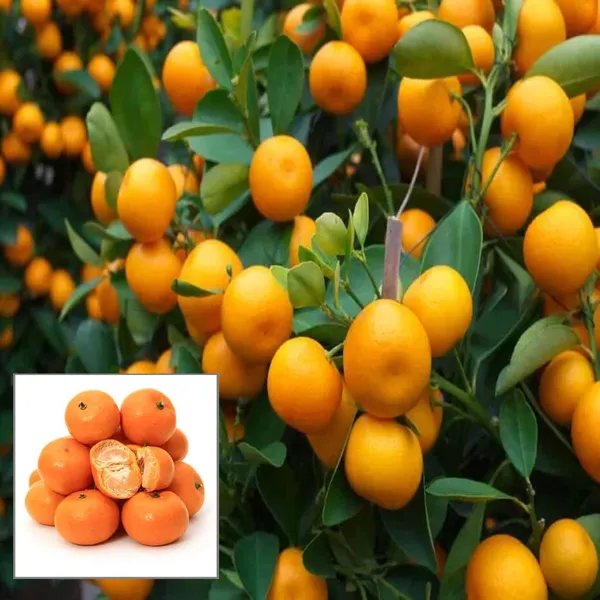 China_Orange_Santra_Grafted_Fruit_Plant