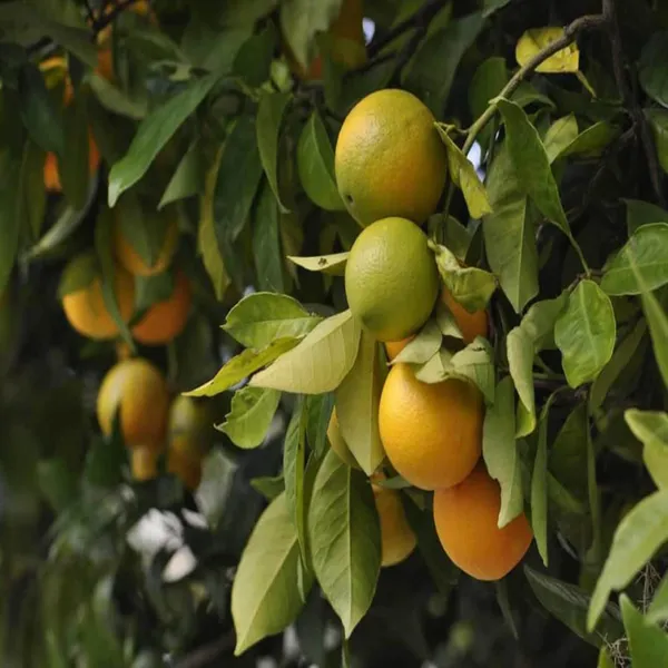 China_Orange_Santra_Grafted_Fruit_Plant