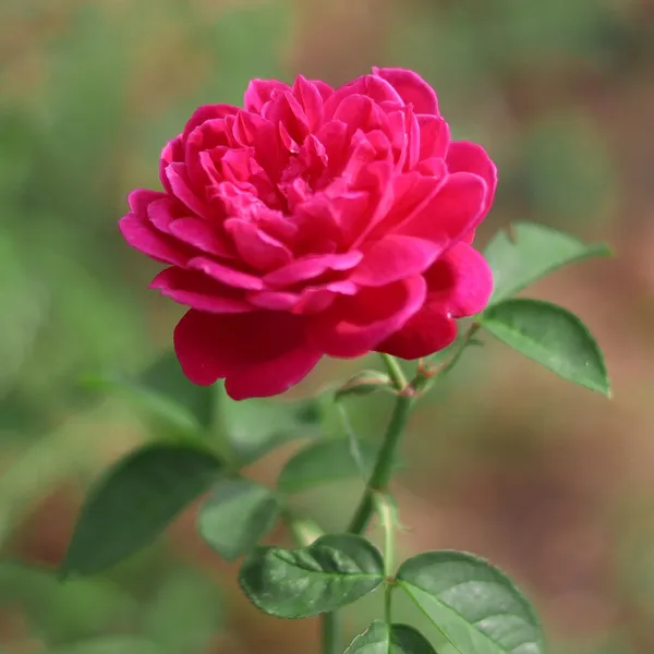 Pink_Colour_Button_Miniature_Rose_Fragrant_Flower_Plant