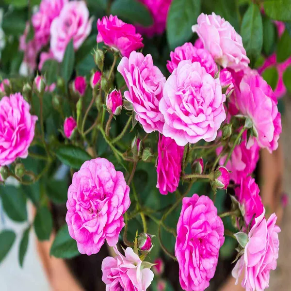 Pink_Colour_Button_Miniature_Rose_Fragrant_Flower_Plant