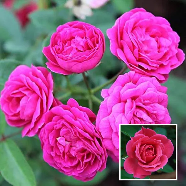 Pink_Colour_Button_Miniature_Rose_Fragrant_Flower_Plant