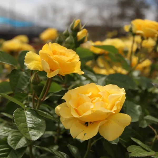 Yellow_Rose_Fragrant_Flower_Plant