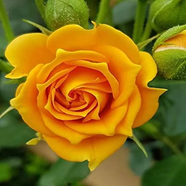 Yellow_Rose_Fragrant_Flower_Plant