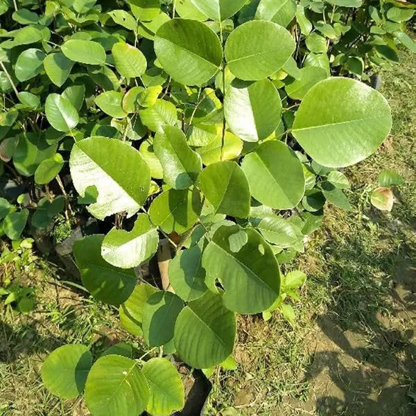 Red_Sandalwood_Chandan_Avenue_Plant