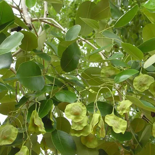 Red_Sandalwood_Chandan_Avenue_Plant