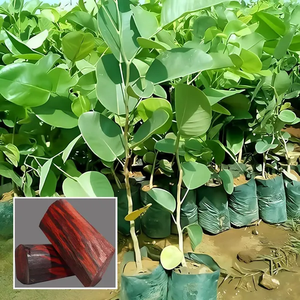 Red_Sandalwood_Chandan_Avenue_Plant