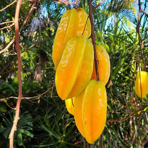 Sour_Star_Fruit_Carambola_Kamranga_Amtrak_Grafted_Plant