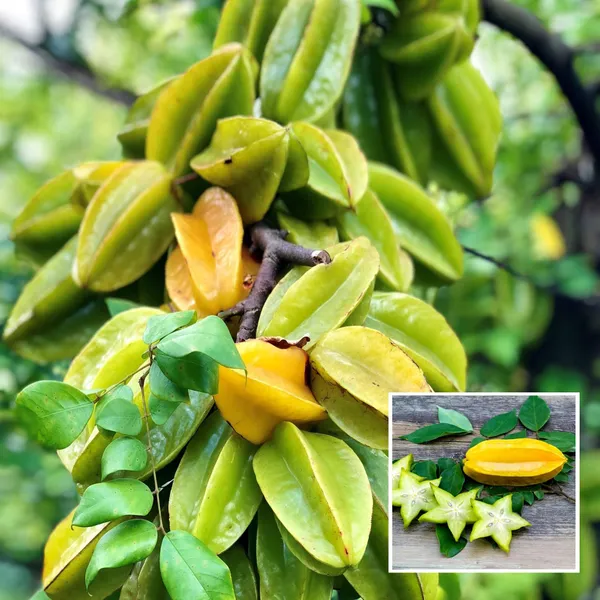 Sour_Star_Fruit_Carambola_Kamranga_Amtrak_Grafted_Plant