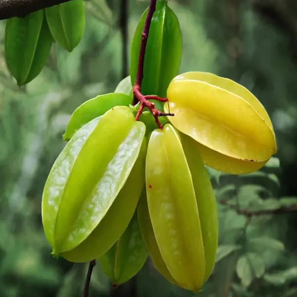 Sour_Star_Fruit_Carambola_Kamranga_Amtrak_Grafted_Plant