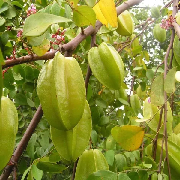 Thai_Sweet_Star_Fruit_Carambola_Kamranga_Amtrak_Grafted_Plant