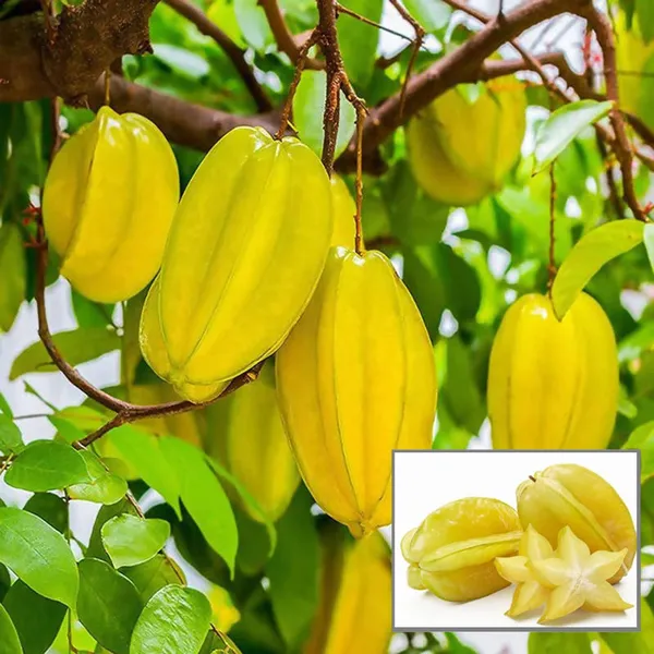 Thai_Sweet_Star_Fruit_Carambola_Kamranga_Amtrak_Grafted_Plant