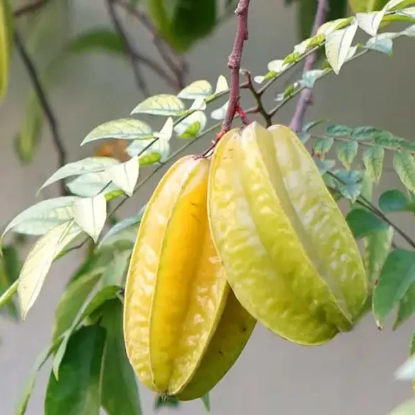 Thai_Sweet_Star_Fruit_Carambola_Kamranga_Amtrak_Grafted_Plant