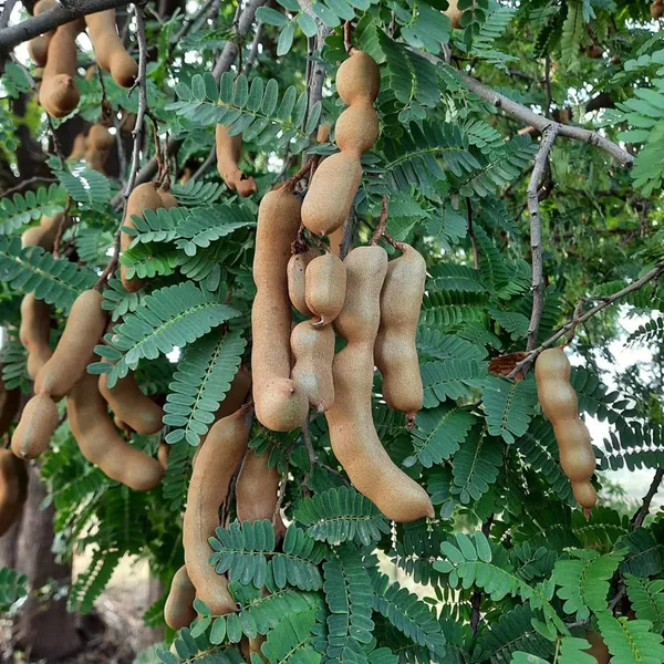 Sour_Vantur_Tamarind_Imli_Grafted_Fruit_Plant