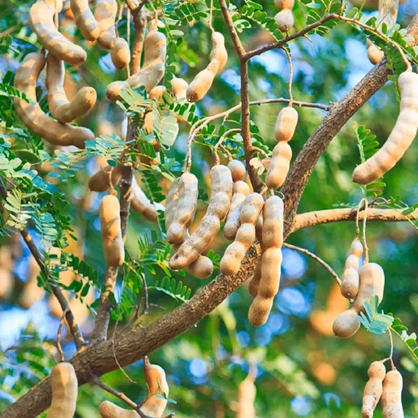Sour_Vantur_Tamarind_Imli_Grafted_Fruit_Plant