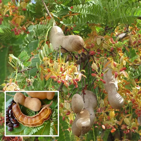 Sour_Vantur_Tamarind_Imli_Grafted_Fruit_Plant