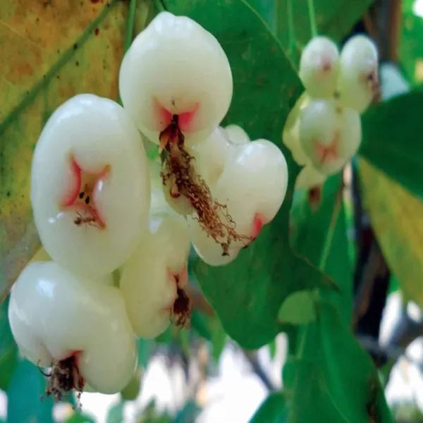 Mixed_Wax_Apple_Water_Apple_Java_Apple_Jamrul_Chamba_Layering_Grafted_Fruit_Plant