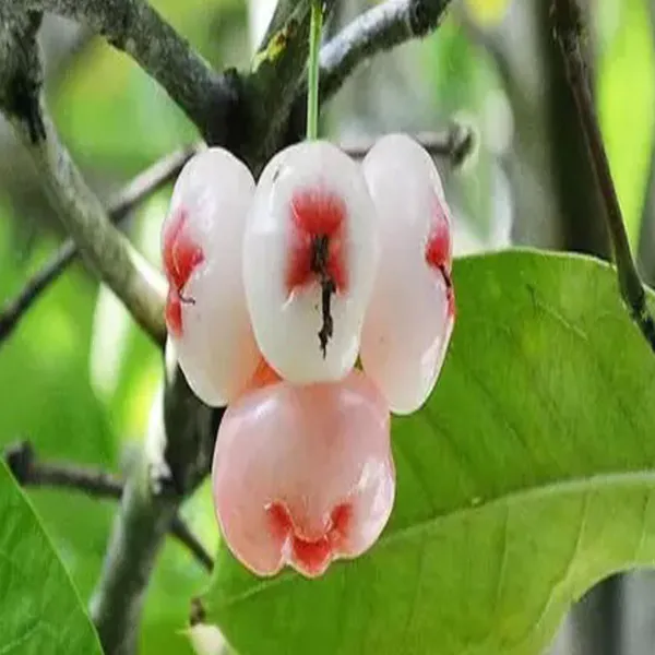 Mixed_Wax_Apple_Water_Apple_Java_Apple_Jamrul_Chamba_Layering_Grafted_Fruit_Plant