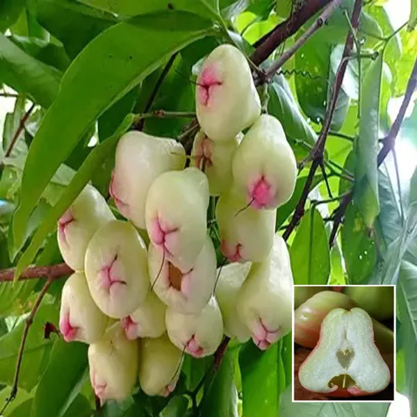 Mixed_Wax_Apple_Water_Apple_Java_Apple_Jamrul_Chamba_Layering_Grafted_Fruit_Plant