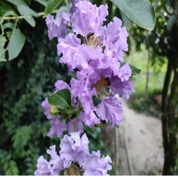 Purple_Colour_Furush_Flower_Plant