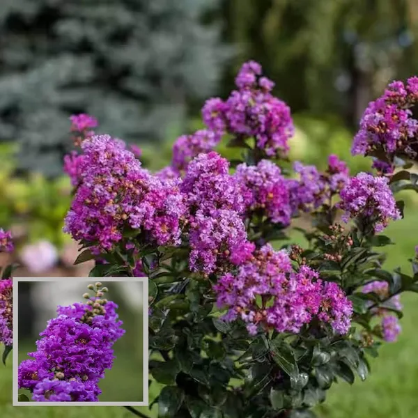 Purple_Colour_Furush_Flower_Plant