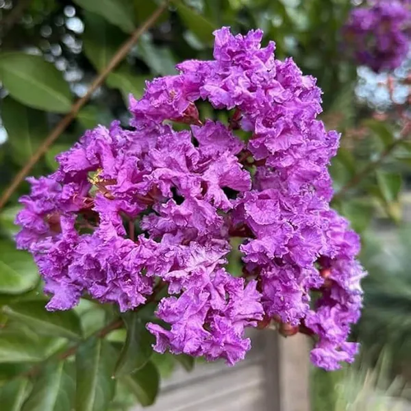 Purple_Colour_Furush_Flower_Plant