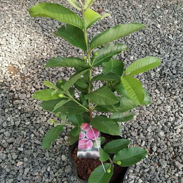 Madhuri_Guava_Amrood_Layering_Grafted_Fruit_Plant