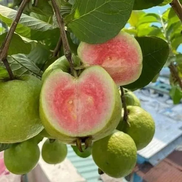 Madhuri_Guava_Amrood_Layering_Grafted_Fruit_Plant