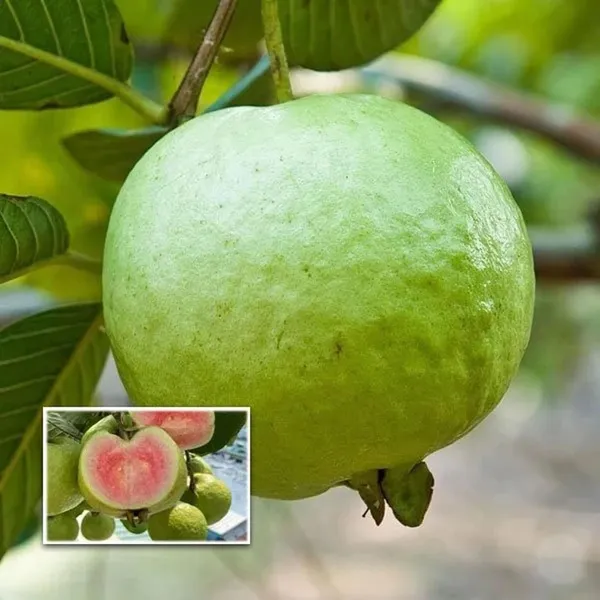Madhuri_Guava_Amrood_Layering_Grafted_Fruit_Plant