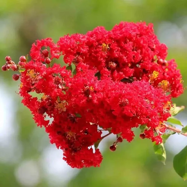 Red_Colour_Furush_Flower_Plant