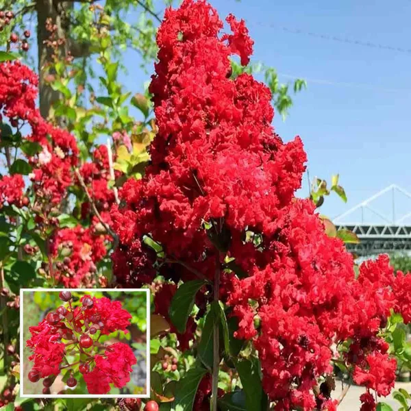Red_Colour_Furush_Flower_Plant