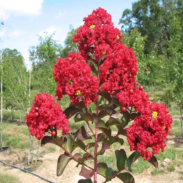Red_Colour_Furush_Flower_Plant