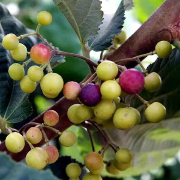 Phalsa_Falsa_Berry_Layering_Grafted_Fruit_Plant