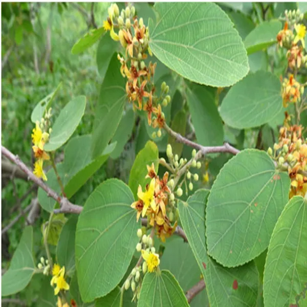 Phalsa_Falsa_Berry_Layering_Grafted_Fruit_Plant