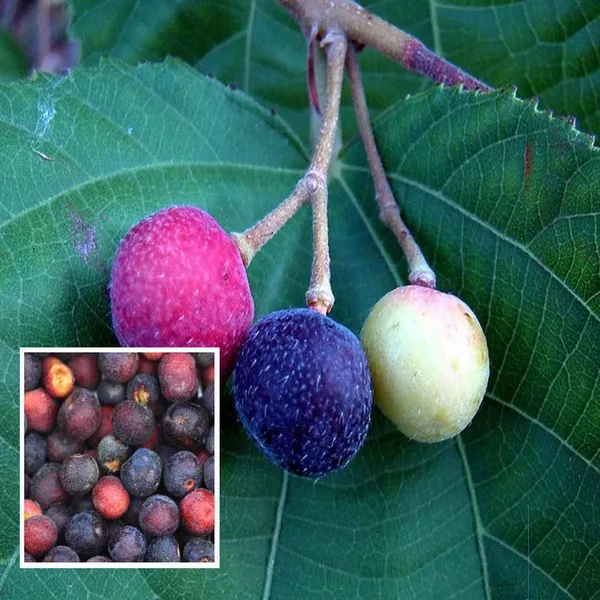 Phalsa_Falsa_Berry_Layering_Grafted_Fruit_Plant