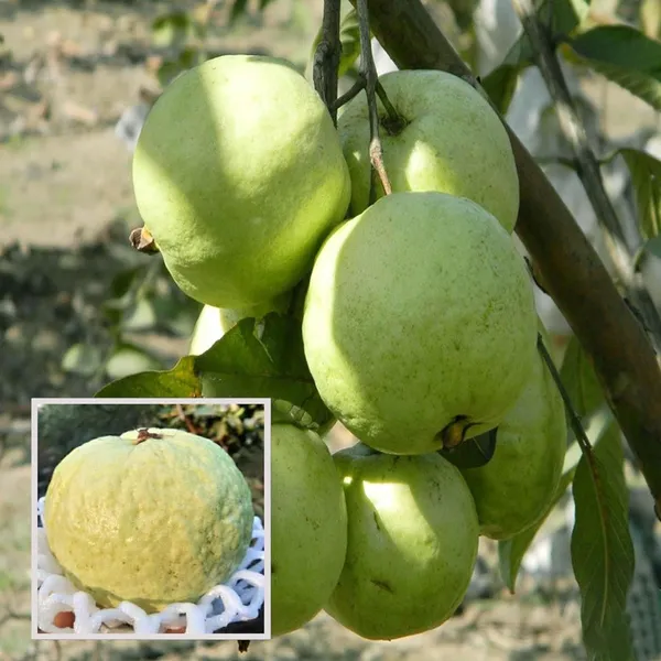 Vnr_Bihi_Guava_Amrood_Layering_Grafted_Fruit_Plant