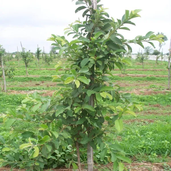Vnr_Bihi_Guava_Amrood_Layering_Grafted_Fruit_Plant