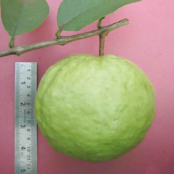 Vnr_Bihi_Guava_Amrood_Layering_Grafted_Fruit_Plant