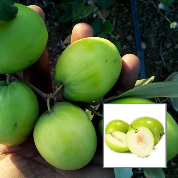 B_U_Green_Apple_Ber_Jujube_Kul_Grafted_Fruit_Plant