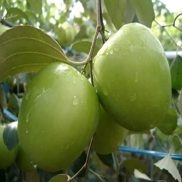 B_U_Green_Apple_Ber_Jujube_Kul_Grafted_Fruit_Plant