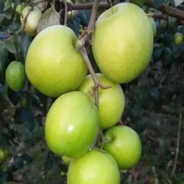B_U_Green_Apple_Ber_Jujube_Kul_Grafted_Fruit_Plant