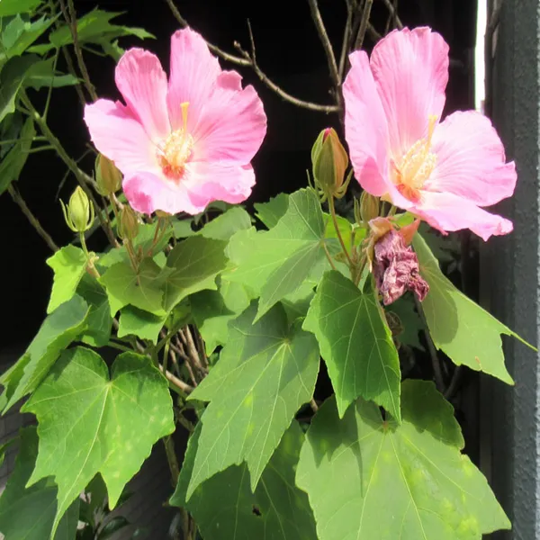 Single_Petal_All_Time_Cotton_Rose_Land_Lotus_Sthal_Poddo_Hibiscus_Mutabilis_Changeable_Colour_Flower_Plant
