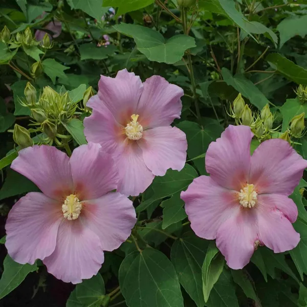 Single_Petal_All_Time_Cotton_Rose_Land_Lotus_Sthal_Poddo_Hibiscus_Mutabilis_Changeable_Colour_Flower_Plant